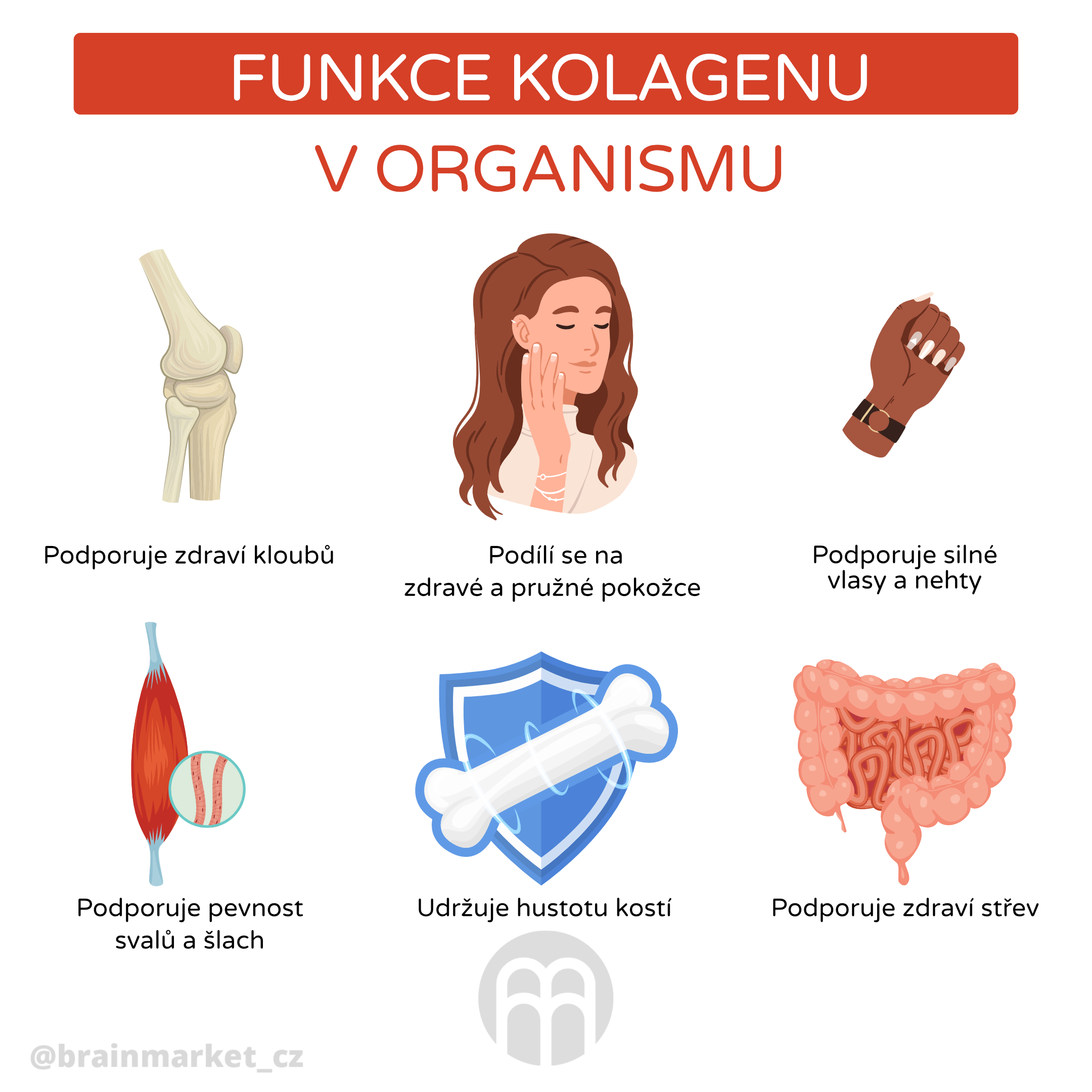 Funkce kolagenu v organismu_infografika_cz